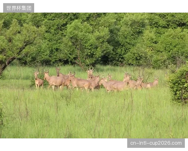 加纳队选择布莱恩特大学作为基地，旨在利用其一流设施优化备战质量。